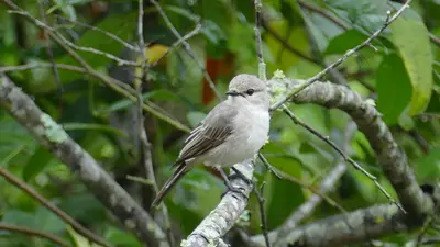 a small bird perched on a tree branch at Dolly Farm & River Camp, Luxury Tents in Usa River