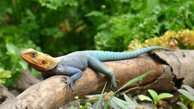 a blue and orange lizard sitting on a branch at Dolly Farm & River Camp, Luxury Tents in Usa River