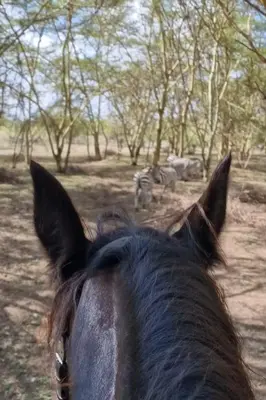 a horse is looking at a herd of zebras at Dolly Farm & River Camp, Luxury Tents in Usa River