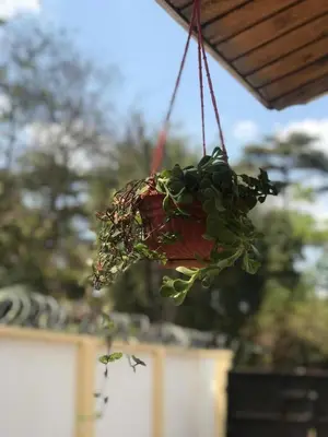 a potted plant hanging from a roof at COZY NYUMBA in Arusha