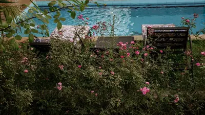 a garden with pink flowers in front of a pool at Jabulani Private Villas in Arusha