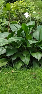 a bunch of green plants in the grass at Hostel Kiliwood in Moshi