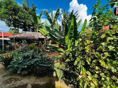 a garden with a house with a bunch of plants at Karibu Eco-Hostel Arusha in Arusha