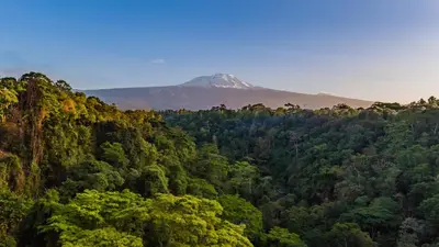 a mountain in the middle of a forest at Kaliwa Lodge in Moshi