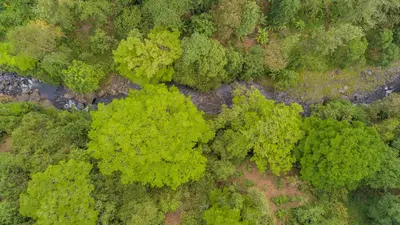 an overhead view of a forest from above at Kaliwa Lodge in Moshi