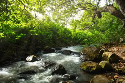 a stream in a forest with rocks and trees at Rivertrees Country Inn in Usa River