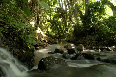 a stream in a jungle with rocks and trees at Rivertrees Country Inn in Usa River
