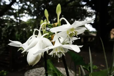 a group of white flowers on a plant at Rivertrees Country Inn in Usa River