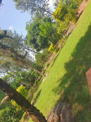 a park with green grass and trees on a hill at Sinana country Home-Backpackers Stay in Kibongoto