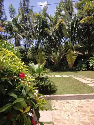 a garden with palm trees and plants at Sprunger Avenue - tulia homes in Moshi