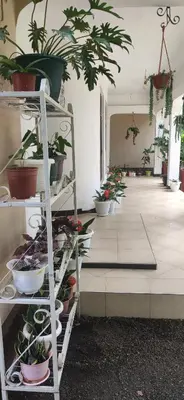 a room filled with lots of potted plants on shelves at mamacollins homestay in Arusha