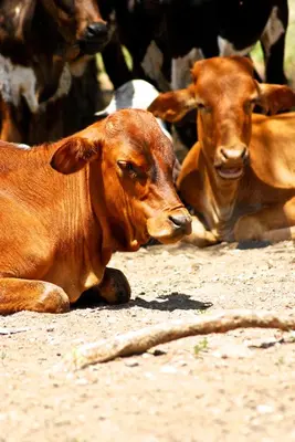 two brown cows laying down on the ground at Kia Lodge in Arusha