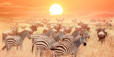 a herd of zebras and other animals in a field at Safari Residence Lake Manyara in Mto wa Mbu