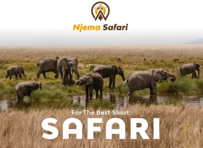 a herd of elephants standing in the grass near water at Safari Residence Lake Manyara in Mto wa Mbu