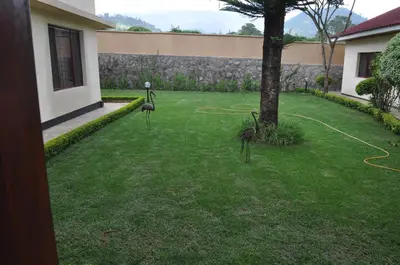 two birds standing in a yard next to a tree at The Milimani Lodge in Arusha