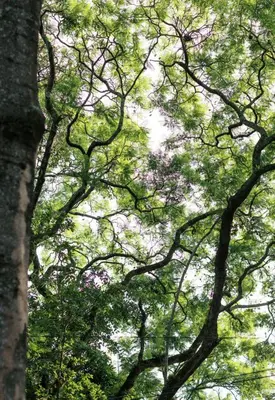 a group of trees with green leaves at Tulia Boutique Hotel & Spa in Arusha