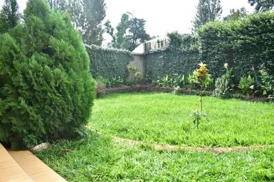 a garden with a hedge and a yard with a yard at Kili Kivuli in Msaranga