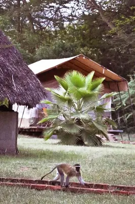 a monkey walking in the grass near a palm tree at NSYA CAMP MANYARA in Mto wa Mbu