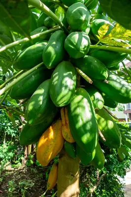 a bunch of green bananas hanging from a tree at Runako Hostel in Arusha