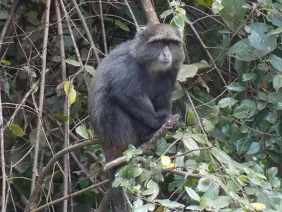 a monkey is sitting on a tree branch at Songota Falls Lodge in Arusha