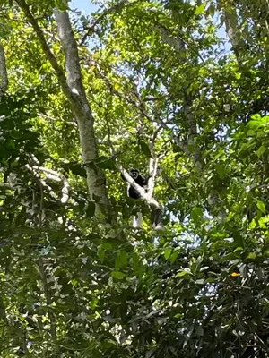 a monkey is sitting in a tree at Msitu Hut in Tuvaila