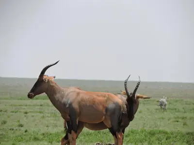 two animals standing next to each other in a field at STC.SAFARI LODGE in Oldeani