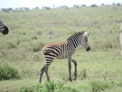 a zebra standing in a field of grass at STC.SAFARI LODGE in Oldeani