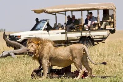 a lion walking in front of a vehicle with people at BABA AFRICA HOSTEL in Arusha