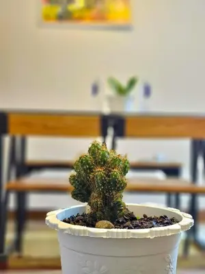 a small plant in a white pot on a table at Fly Africa Village in Arusha