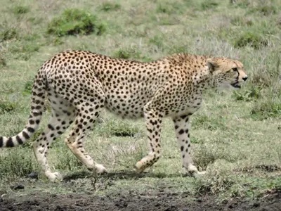 a cheetah walking in a field of grass at Domus Aurea Safaris in Oldeani