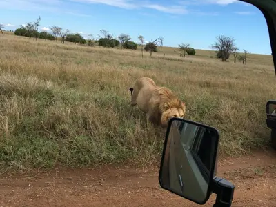 a lion standing in a field next to a car at Domus Aurea Safaris in Oldeani