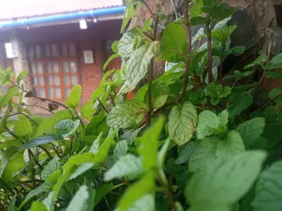 a plant with green leaves in front of a building at Eco Farm in Karatu