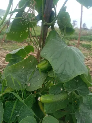 a bunch of green peppers growing on a tree at Eco Farm in Karatu