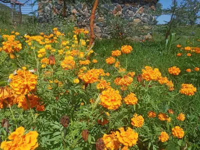 a field of orange and yellow flowers in a yard at Eco Farm in Karatu