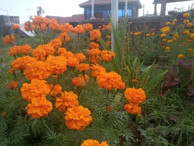 a bunch of orange flowers in a garden at Eco Farm in Karatu