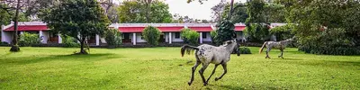two giraffes standing in a field in front of a building at Ngare Sero Mountain Lodge in Usa River