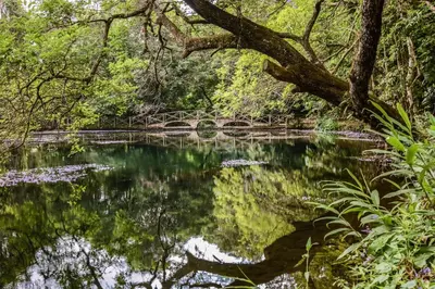 a pond in the middle of a forest at Ngare Sero Mountain Lodge in Usa River
