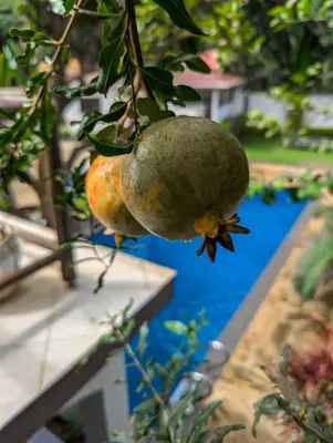 a couple of pears hanging from a tree at SafariVITA Villa in Moshi