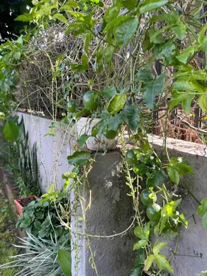 a plant with green tomatoes in a concrete pot at Casa Mianzini in Arusha