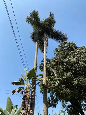 two palm trees in front of a blue sky at Casa Mianzini in Arusha