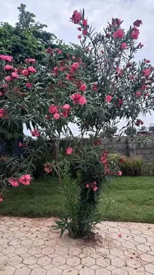 a tree with pink roses in a garden at Lasts minute lodge in Boma la Ngombe