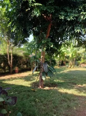 a tree with a bunch of leaves on it at Rau River House - Moshi in Msaranga