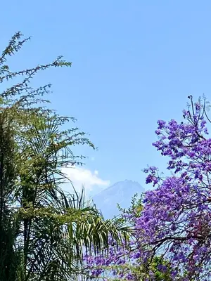 a group of trees with purple flowers in the sky at Allamanda House Meru in Arusha