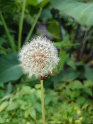 a dandelion on a stick in the grass at Sero Safaris Hostel in Arusha