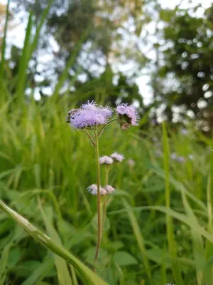 a purple flower in a field of grass at Sero Safaris Hostel in Arusha