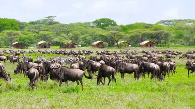 a herd of zebras and other animals in a field at Africa Safari Serengeti Kusini in Serengeti National Park