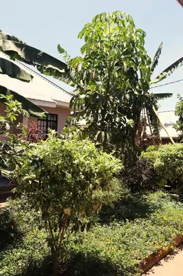 a small tree in front of a house at My Moka Arusha in Arusha