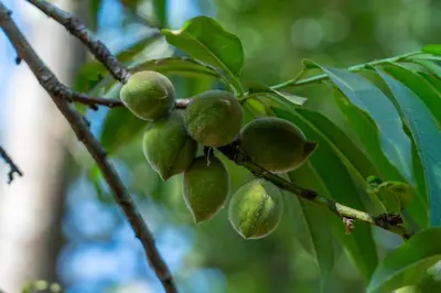 a bunch of green fruit on a tree branch at Turaco Ngorongoro Valley, a Tribute Portfolio Lodge in Karatu