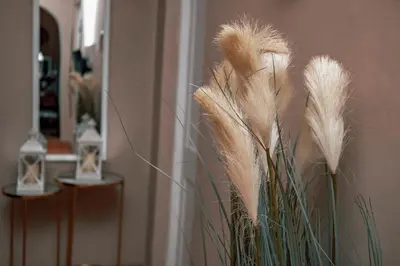 a group of pampas grass in front of a wall at Ghala House Apartment Moshi in Moshi