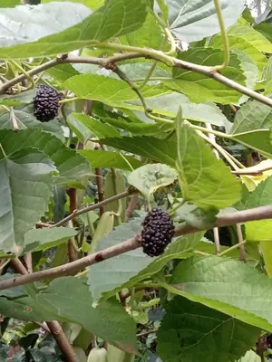 a bunch of blackberries on a tree with green leaves at Vanilla coffee farm lodge campsite in Arusha
